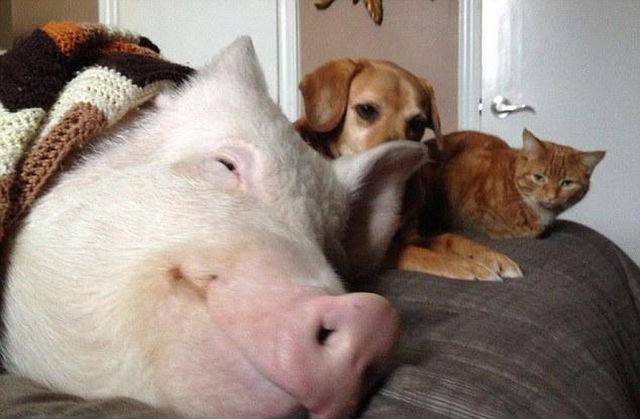Daily Picdump