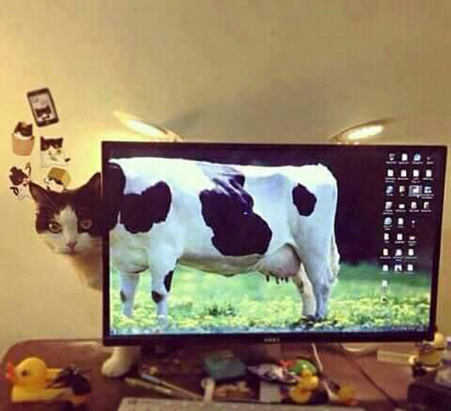 Morning Picdump