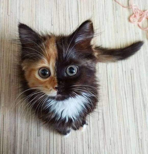 Morning Picdump