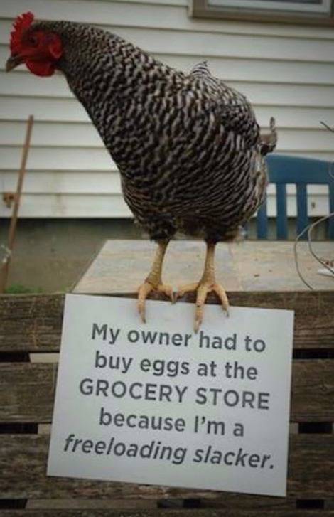 Morning Picdump