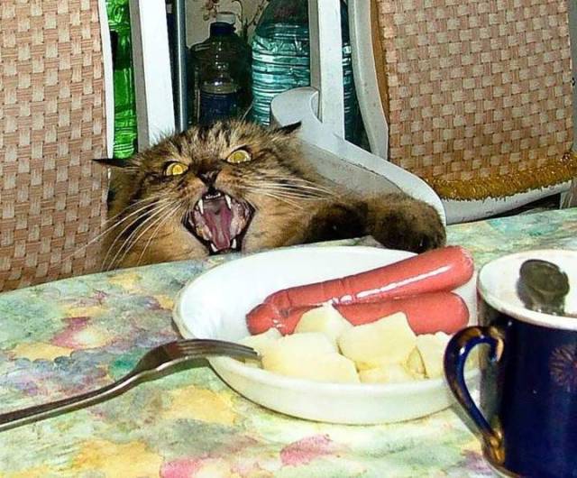 Daily Picdump