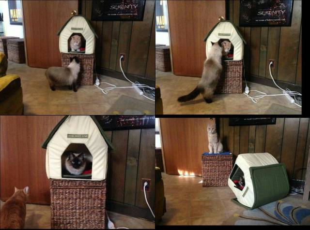 Daily Picdump