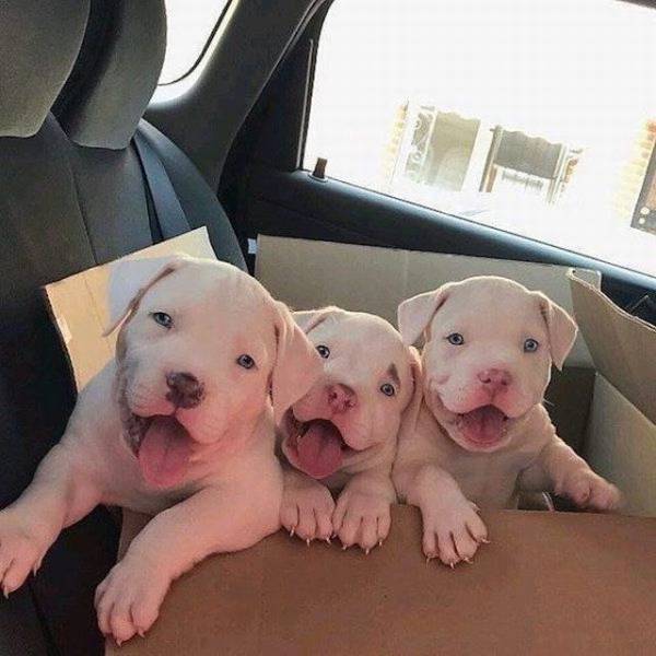 Daily Picdump