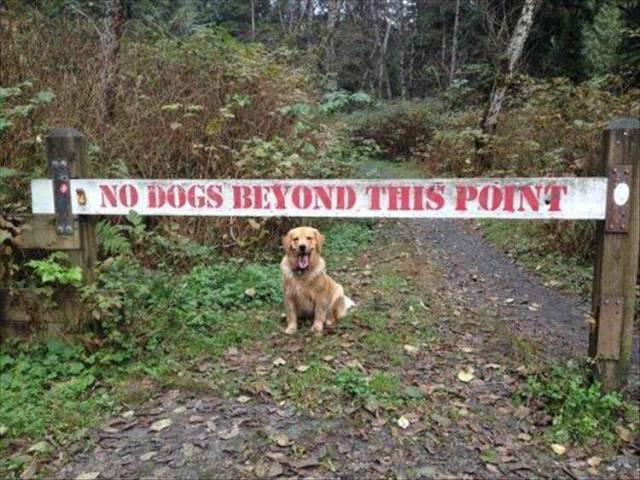 Daily Picdump