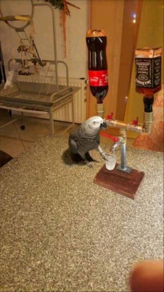 Morning Picdump