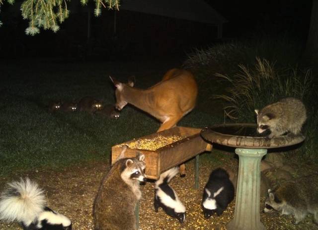 Daily Picdump