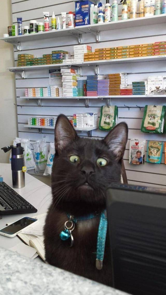 Daily Picdump