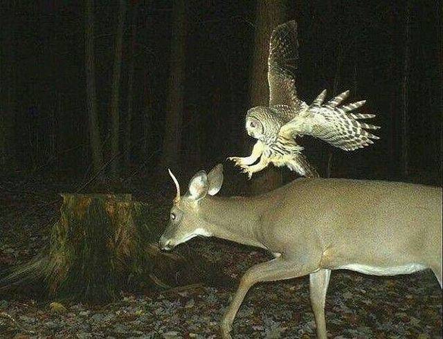 Daily Picdump