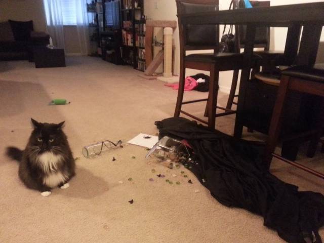Daily Picdump