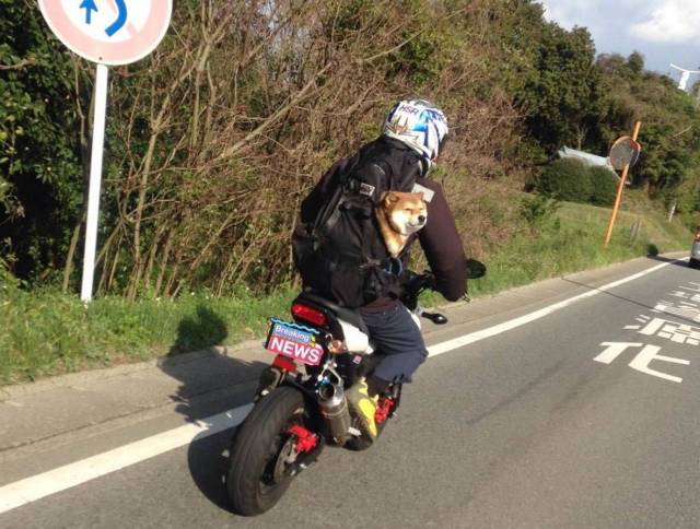 Daily Picdump