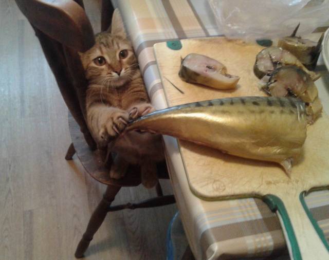 Daily Picdump