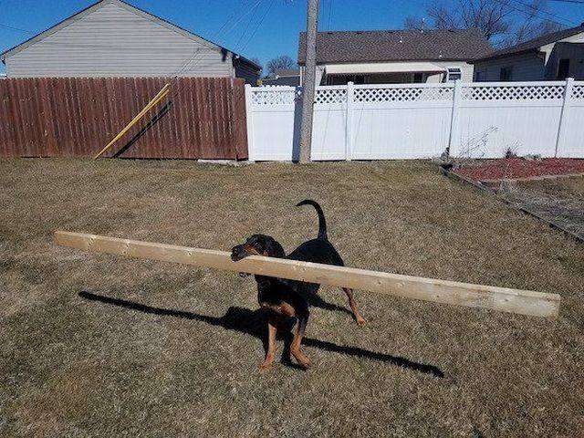 Daily Picdump