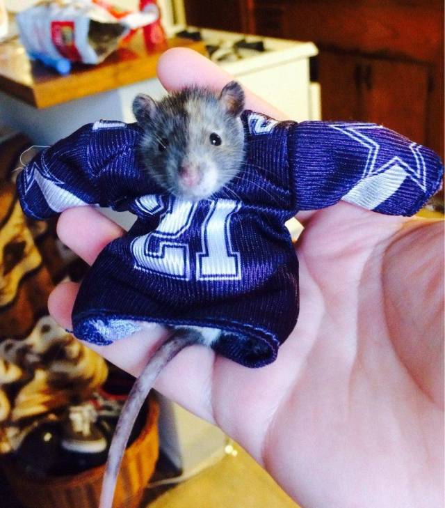 Daily Picdump