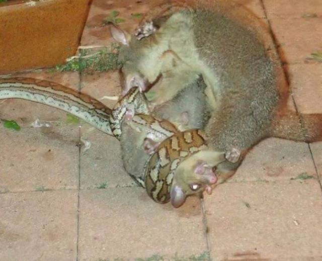 This Animal Has Absolutely No Fear