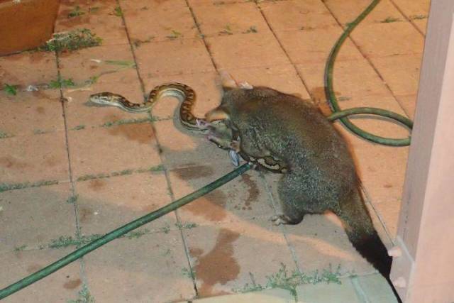 This Animal Has Absolutely No Fear
