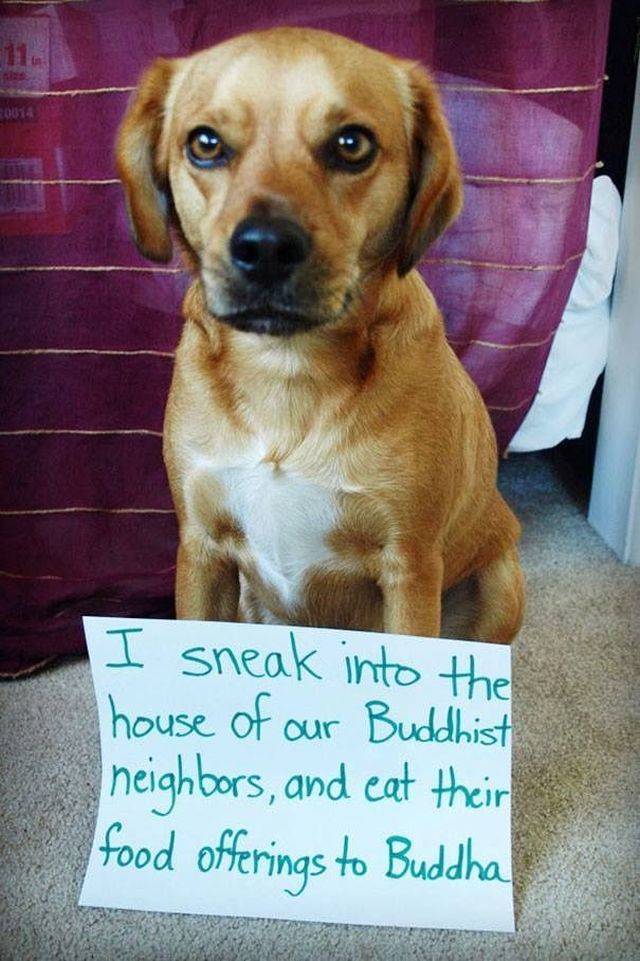 Daily Picdump