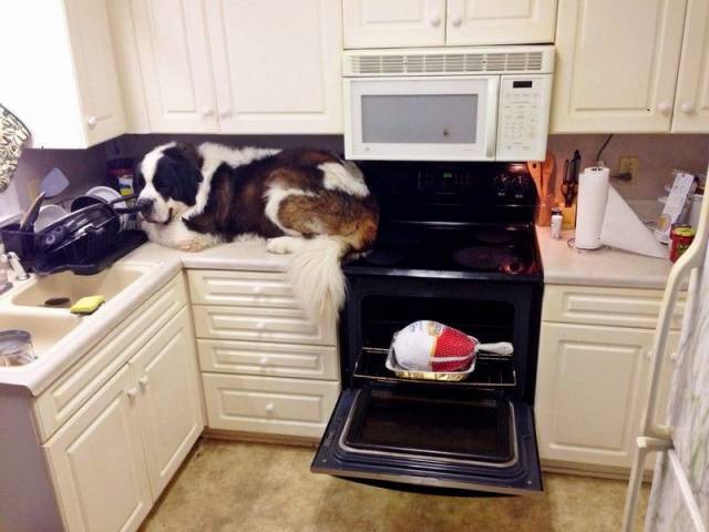 Daily Picdump