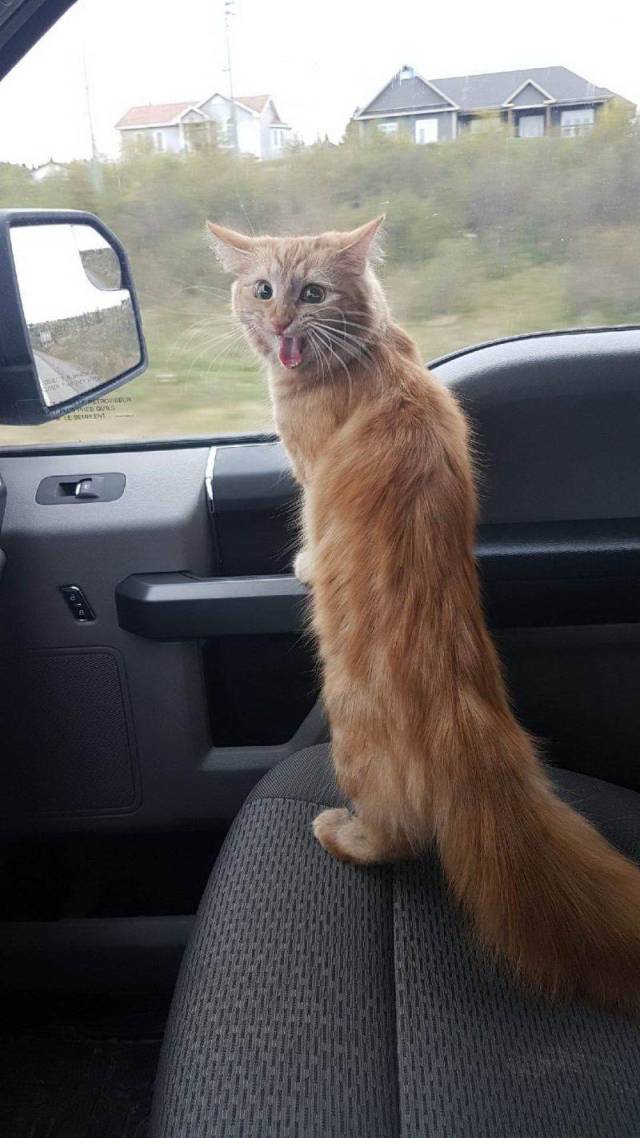 Daily Picdump