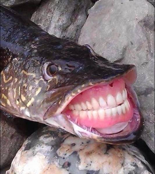 Morning Picdump
