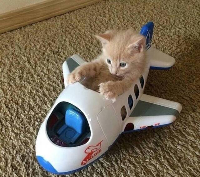 Daily Picdump