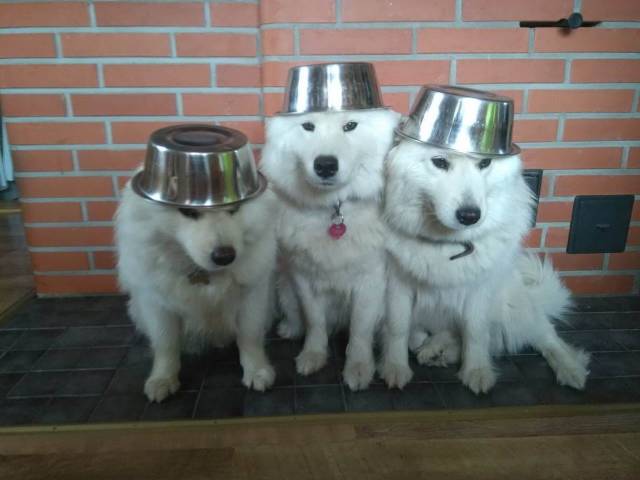 Daily Picdump