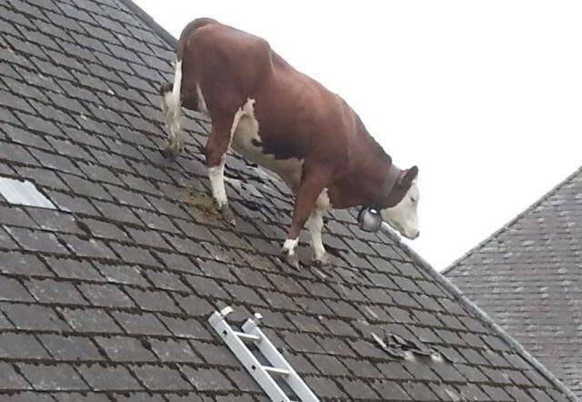 Daily Picdump