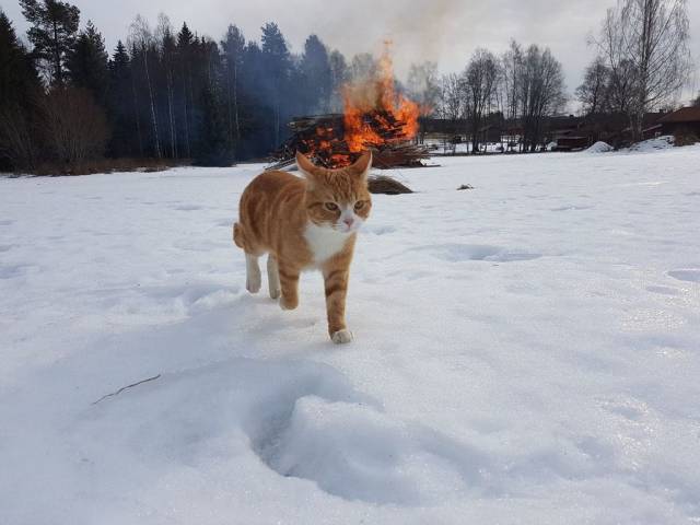 Daily Picdump