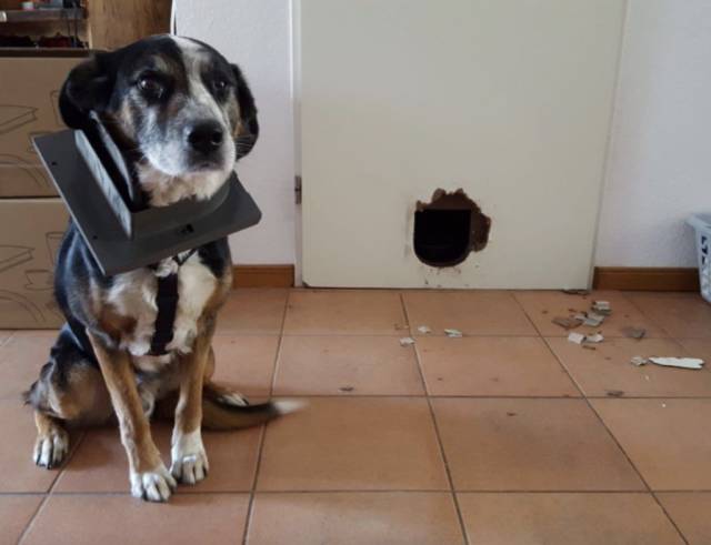 Daily Picdump