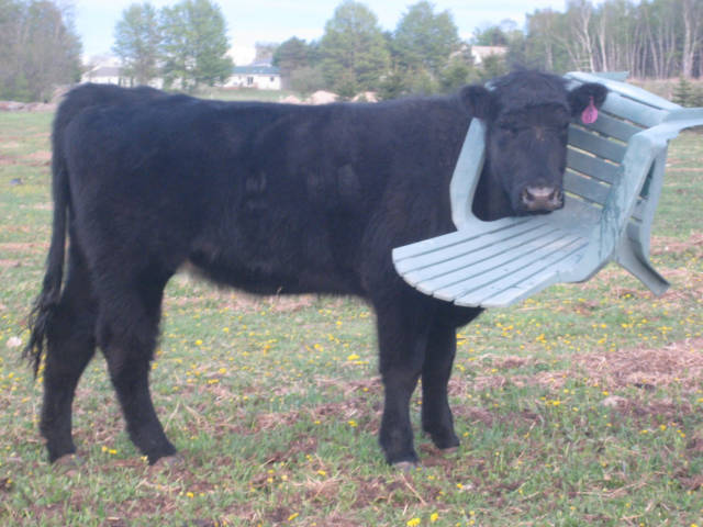 Daily Picdump
