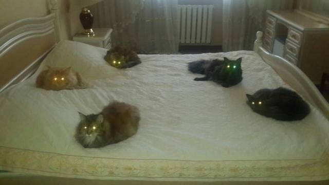 Daily Picdump