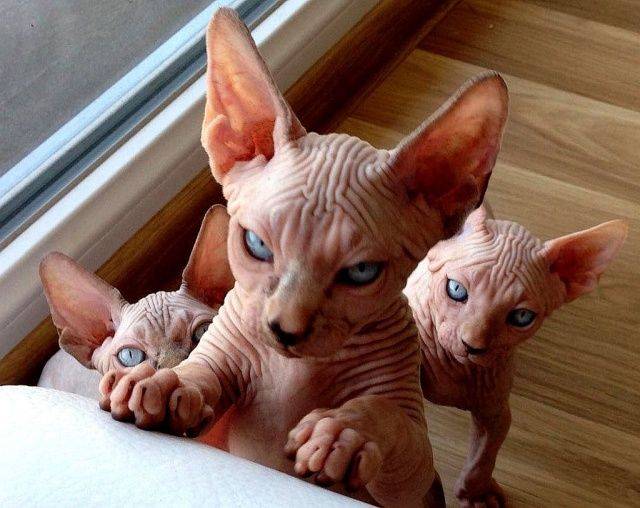 Daily Picdump