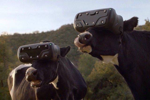 Hard-to-explain WTF Photos