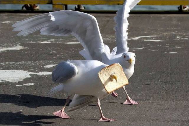Hard-to-explain WTF Photos