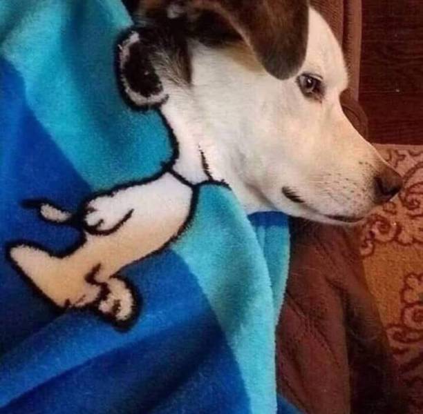 Daily Picdump [WEEKEND EDITION]