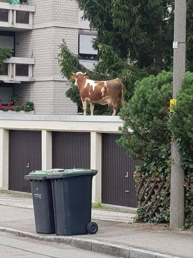 Hard-to-explain WTF Photos