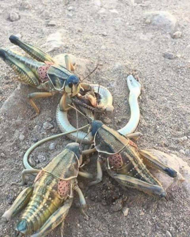 Hard-to-explain WTF Photos