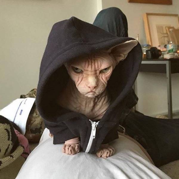 Daily Picdump