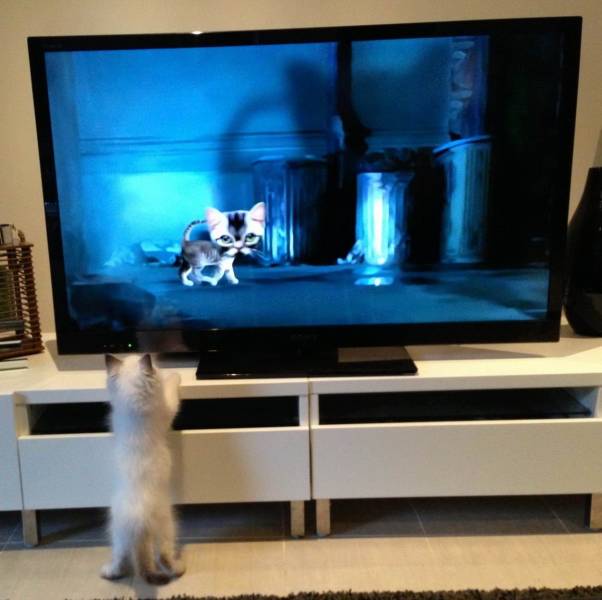 Daily Picdump