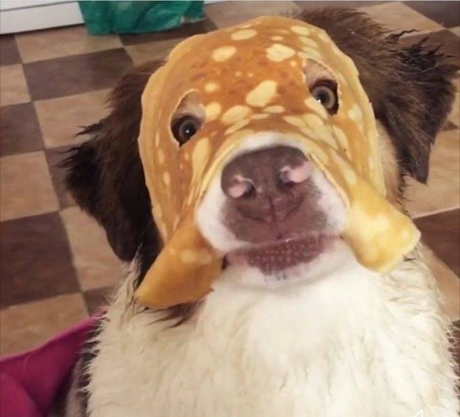 Daily Picdump