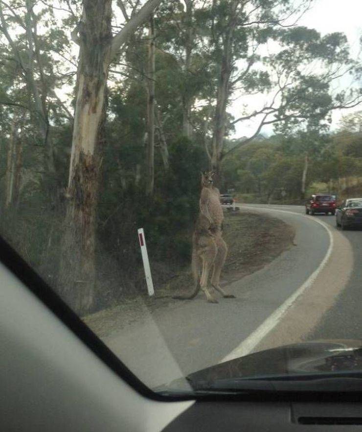 Daily Picdump