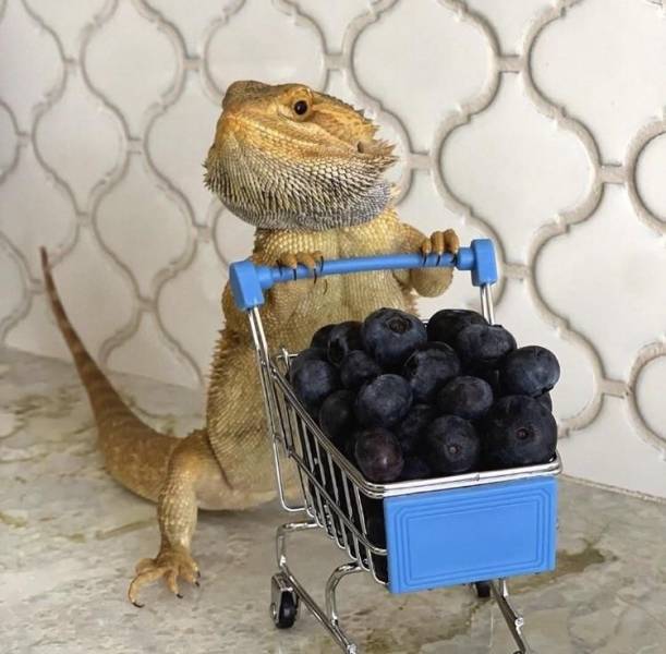 Daily Picdump
