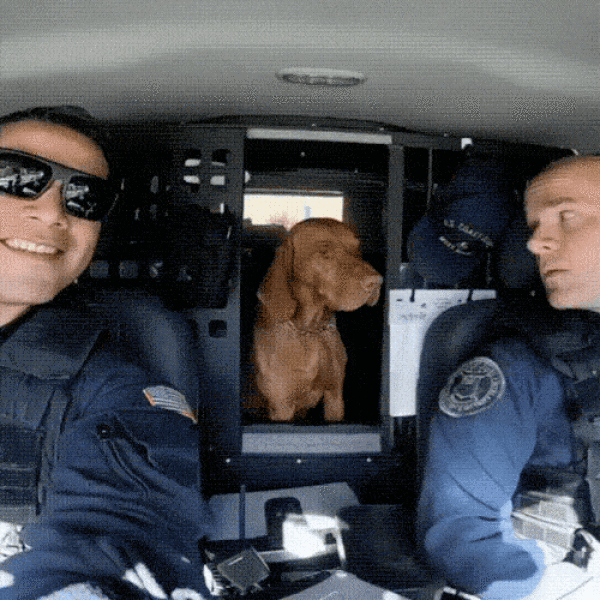 Pet Me! PET ME HUMAN!