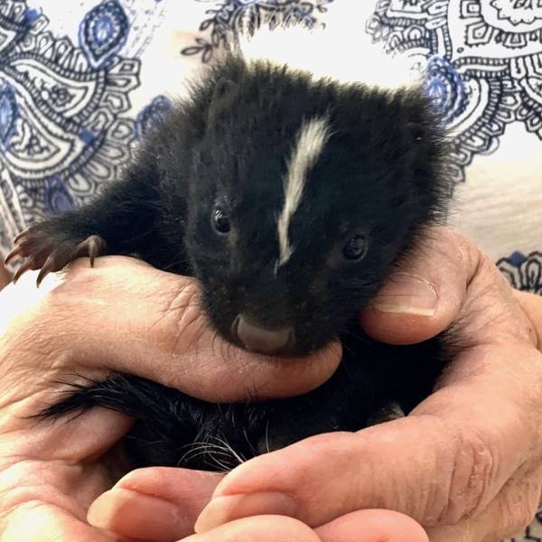 The Tinier The Animal, The Cuter It Is