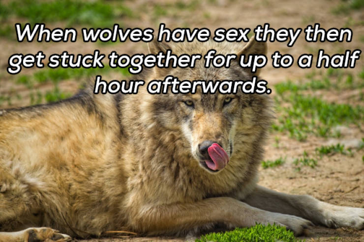 It’s Always Time For NSFW Facts!