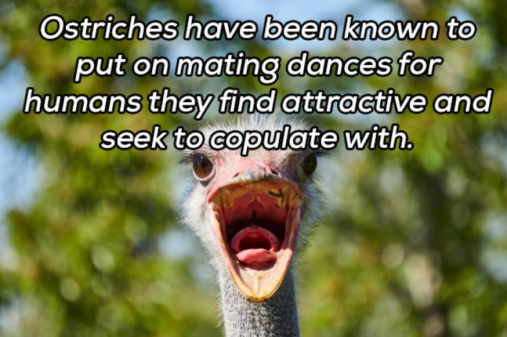 It’s Always Time For NSFW Facts!