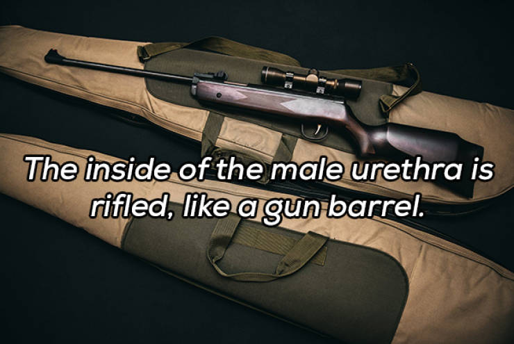 It’s Always Time For NSFW Facts!