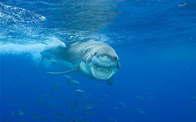 Funny picdump (146 pics)