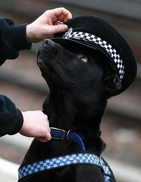 Funny picdump (146 pics)