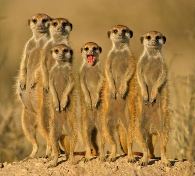 Funny picdump (146 pics)