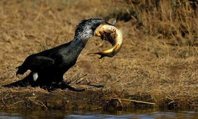 Funny picdump (146 pics)